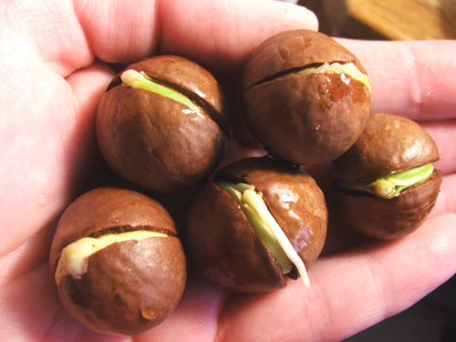 Macadamia Nut Allergy-Causes, Symptoms, And Cure 